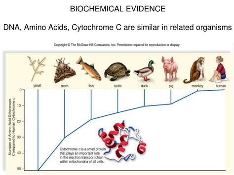 are humans more biochemically similar to a pig or fish